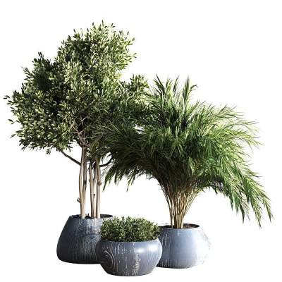 现代盆栽盆景 绿植植物 散尾葵